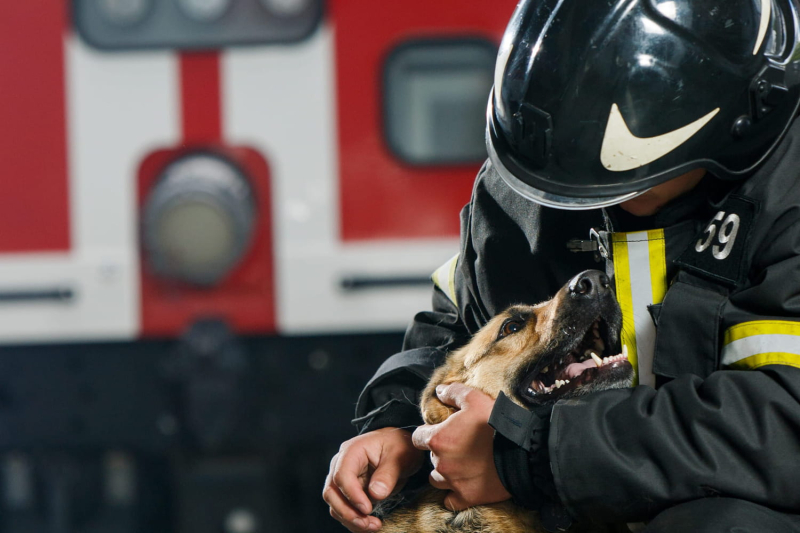 Firefighters save his dog , he receives a bill for 10,000 euros - 