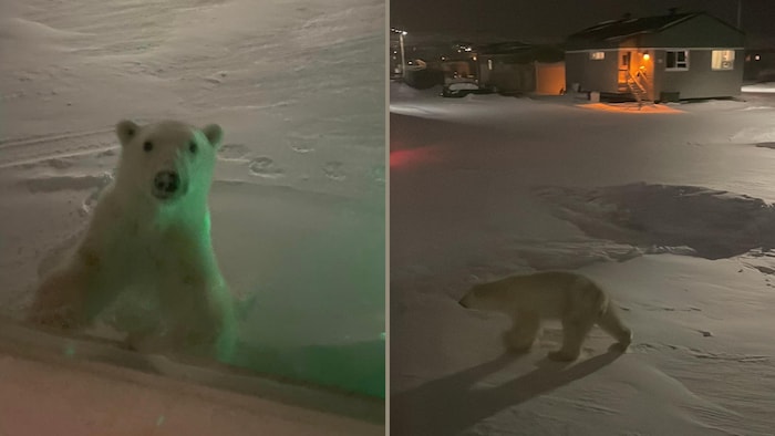 A polar bear shot dead in the city center of Kuujjuaq, Nunavik