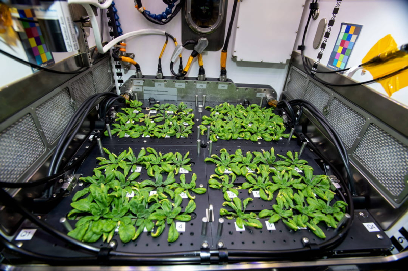 Scientists have imagined the perfect meal for astronauts of the future