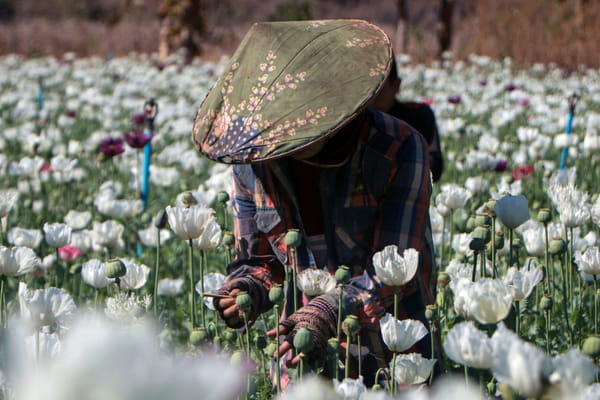 Burma: opium cultivation thrives thanks to chaos