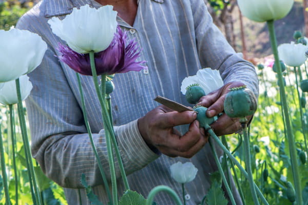 Burma: opium cultivation thrives thanks to chaos