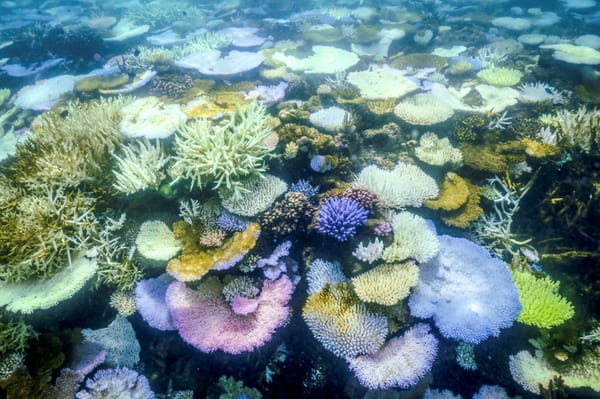 Australia: the Great Barrier Reef hit by the worst bleaching episode ever observed