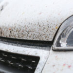 This natural and inexpensive product eliminates traces of crushed insects on car bodies