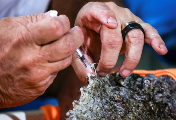 In Australia, extracting venom from marine animals to save lives