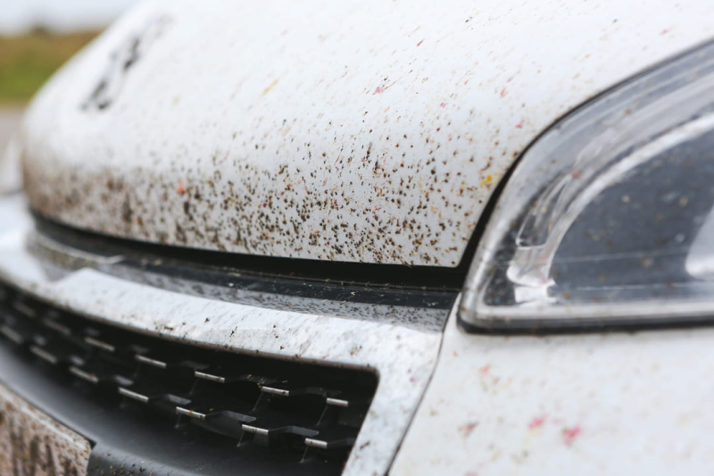 This natural and inexpensive product eliminates traces of crushed insects on car bodies