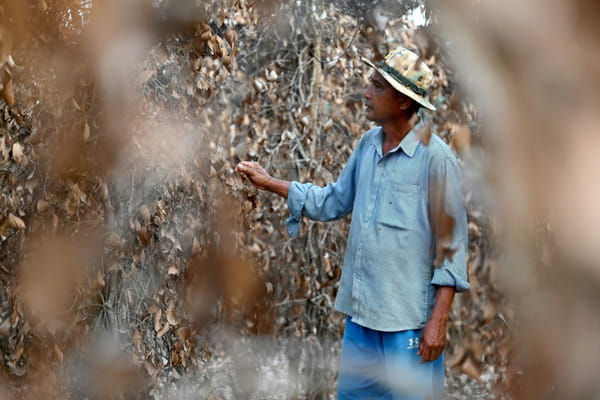 In Cambodia, the precious Kampot pepper in danger in the face of climate change