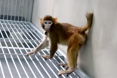 A monkey perfectly cloned in a Chinese lab: the question of human cloning is back