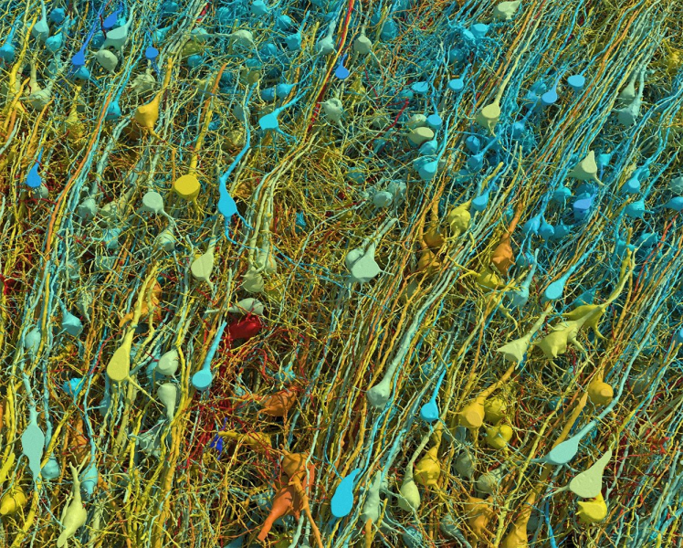 Google scientists have mapped the brain with unprecedented precision