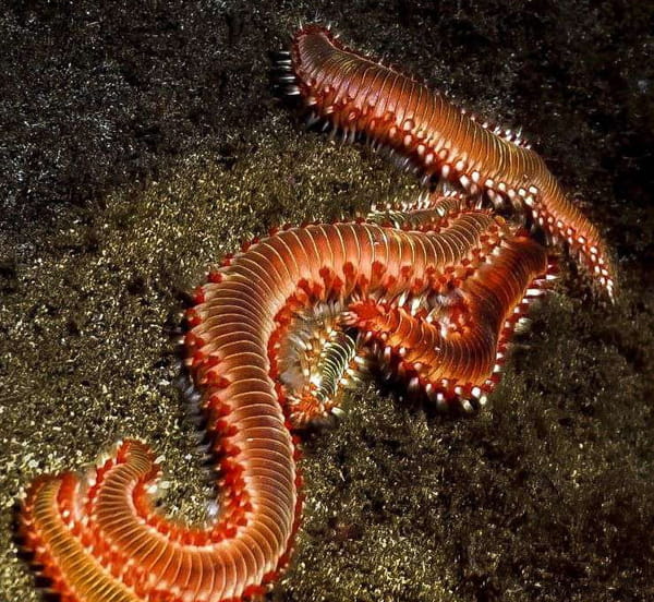 This giant worm is spreading on Mediterranean beaches, it is a scourge for vacationers