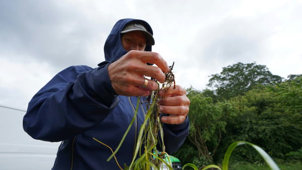 Underwater gardeners in Denmark plant kelp to restore fjord ecosystem