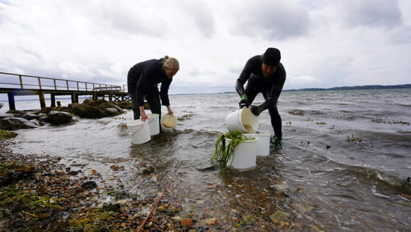 Underwater gardeners in Denmark plant kelp to restore fjord ecosystem