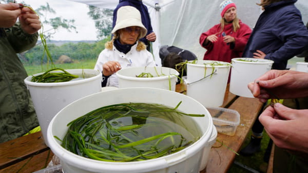 Underwater gardeners in Denmark plant kelp to restore fjord ecosystem