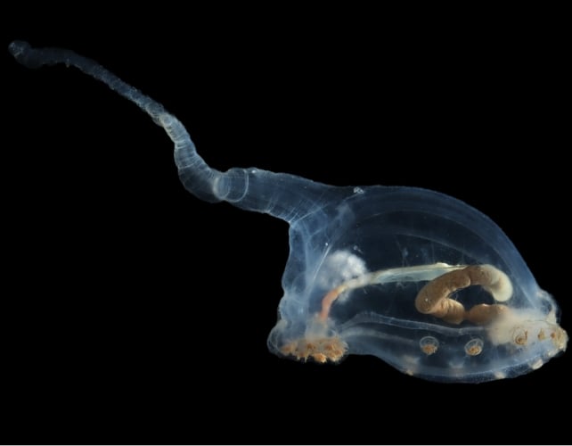 These previously unknown creatures from the abyss are worthy of real aliens