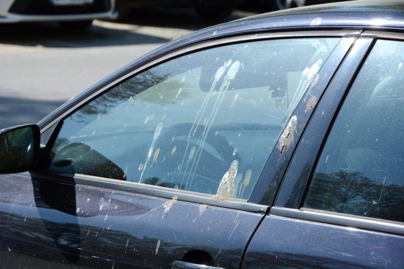 Bird droppings on your car – this action should be absolutely banned