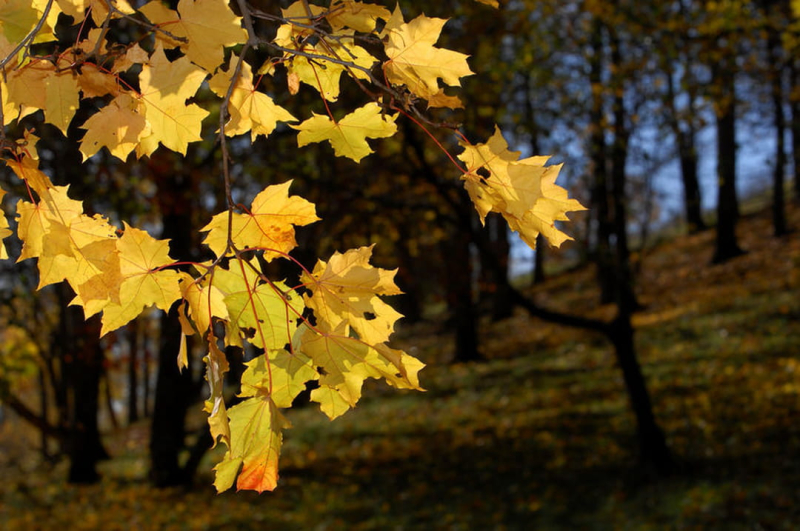 Summer 2024: what weather forecasts for the season ?