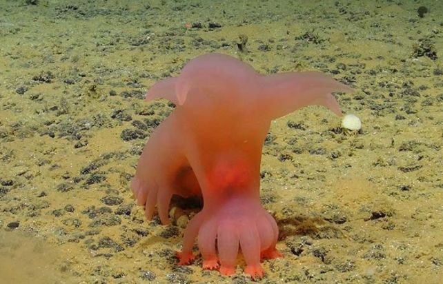 These previously unknown creatures from the abyss are worthy of real aliens