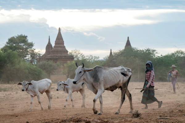 Burma: in the midst of conflict, the temples of Bagan pray for the return of tourists