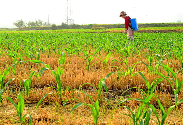 More than 100 new pesticides authorized in France, the list of products concerned is long