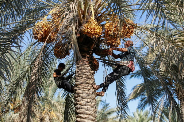 In Iraq, the national icon date palm is valiantly resisting drought