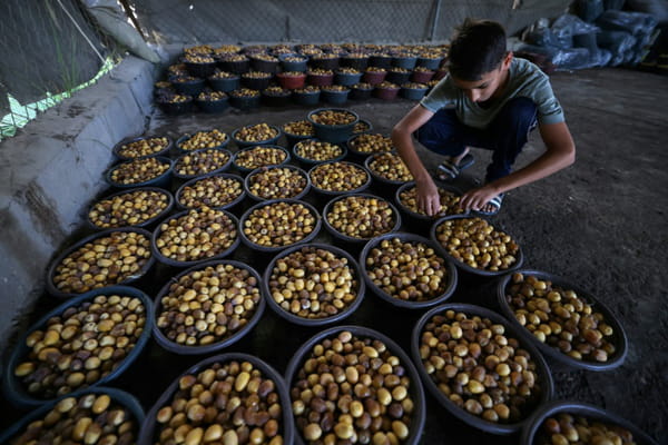 In Iraq, the national icon date palm is valiantly resisting drought