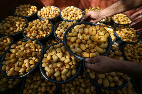 In Iraq, the national icon date palm is valiantly resisting drought