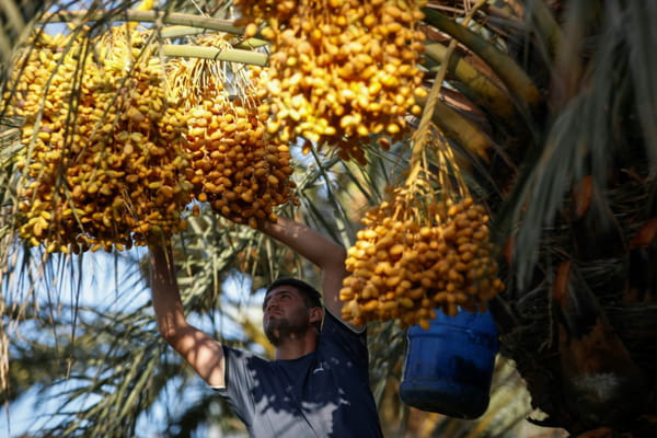 In Iraq, the national icon date palm is valiantly resisting drought