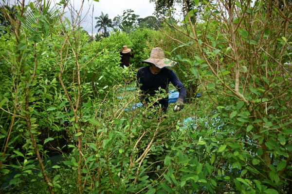 In Colombia, guerrillas reject an "express peace process"