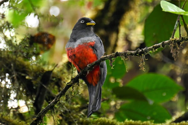 Awas Indigenous Peoples in Colombia: In the Face of Violence, "Connection" to Nature