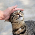 Strasbourg: the incredible story of this cat who became a star on Google Maps