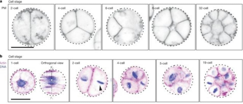 This single-celled organism could solve the chicken and egg puzzle