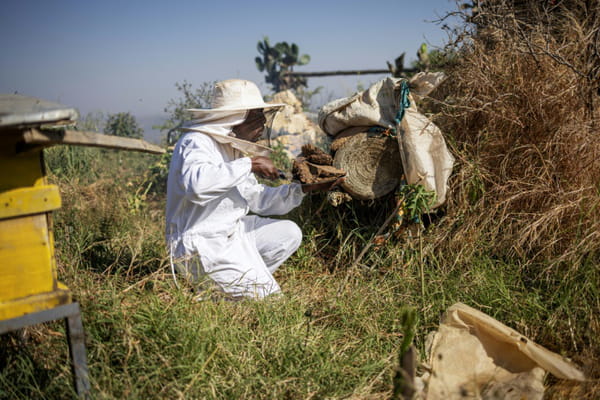 In Ethiopia, Tigray honey tries to regain its colors