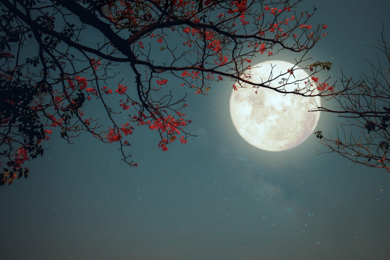 The Beaver Full Moon will boost the love life of all these signs, astrologers are certain