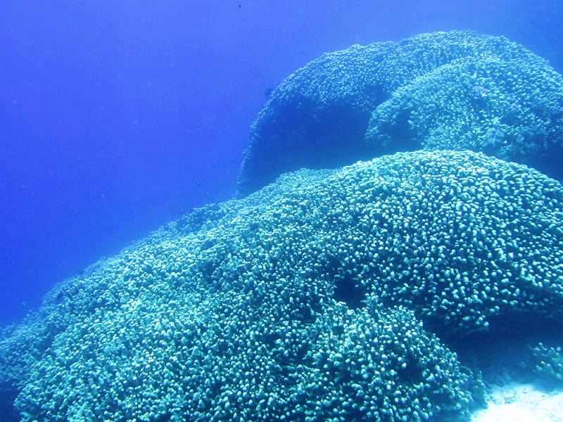 As Big as Two Basketball Courts: What Is This Mysterious Giant Creature Photographed in the Pacific Ocean ?