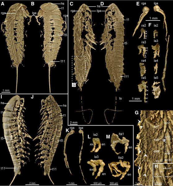 An animal from another age resurfaces: 450 million years later, it&#39;s back!