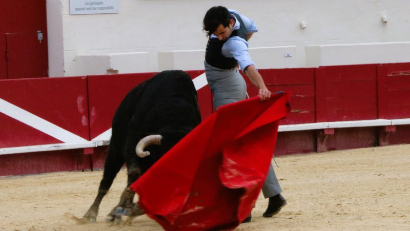 Une tienta de machos décisive pour l’avenir de la ganaderia Margé