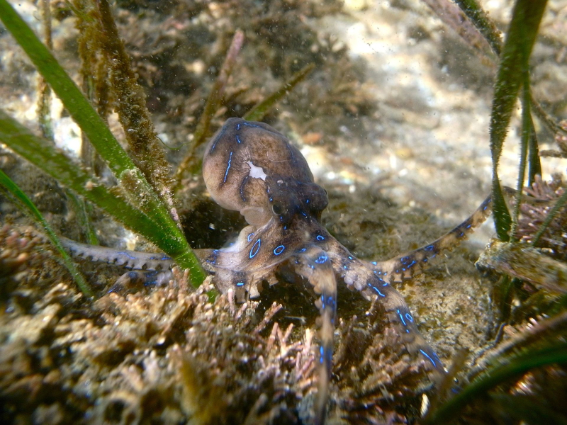 What is this strange, tiny, colorful sea creature, deadlier than any sea giant ?