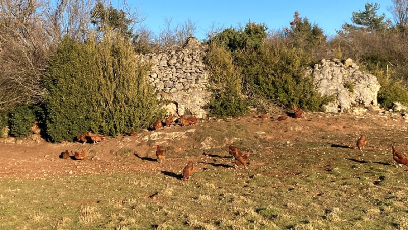 “Ah, that reminds me of my grandmother’s chicken!”: Stéphanie Hérault’s passionate breeding on the Larzac