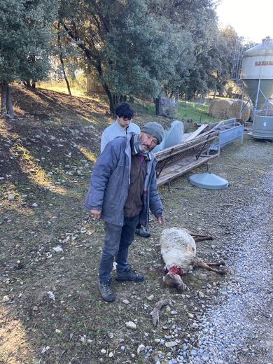 "There is no doubt, it is a wolf": two sheep attacked and killed in a village twenty kilometers from Montpellier