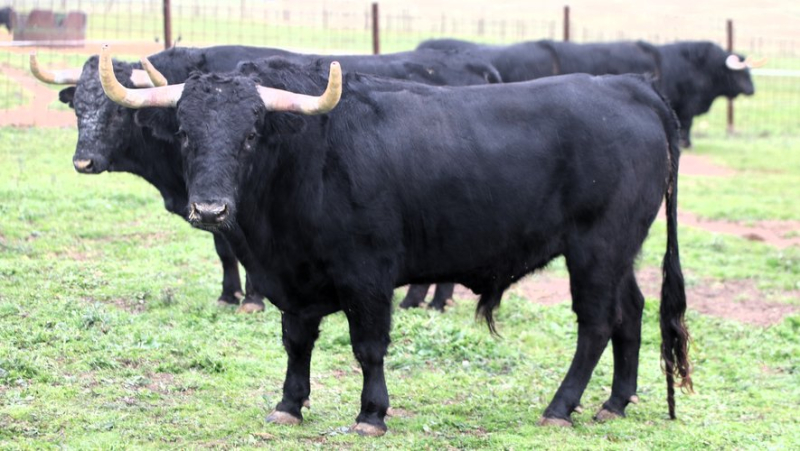 Valdefresno, une ganaderia phare des années 2000 délaissée par les ferias françaises