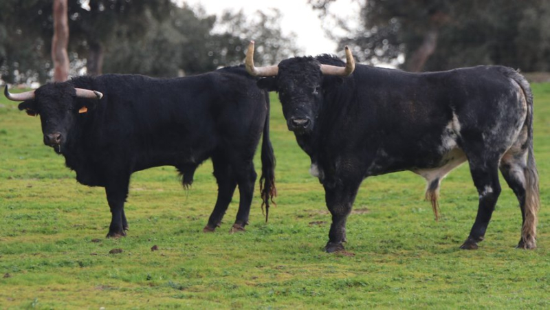 Valdefresno, une ganaderia phare des années 2000 délaissée par les ferias françaises