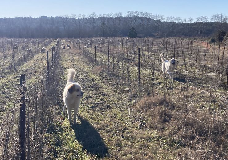 "There is no doubt, it is a wolf": two sheep attacked and killed in a village twenty kilometers from Montpellier