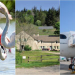 Who wants to adopt a pink flamingo ?, lodge looking for keeper, new airline: the essential news in the region