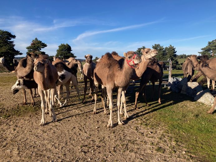 Dromazère, the small dromedary farm of Margeride which is seen as an oasis in the middle of the desert