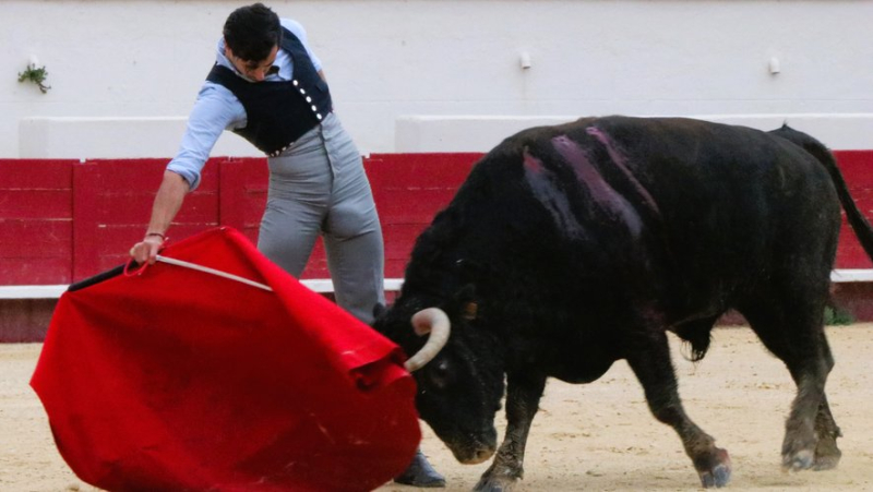 Une tienta de machos décisive pour l’avenir de la ganaderia Margé