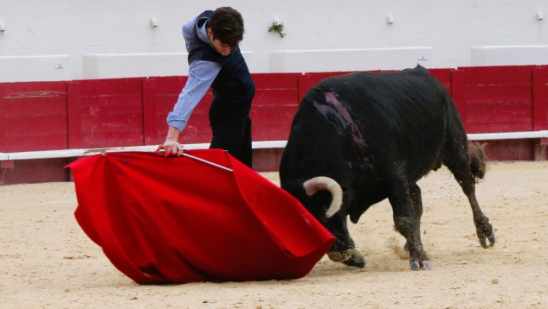 Une tienta de machos décisive pour l’avenir de la ganaderia Margé