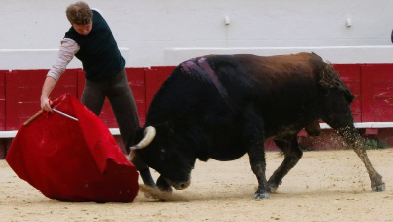 Une tienta de machos décisive pour l’avenir de la ganaderia Margé