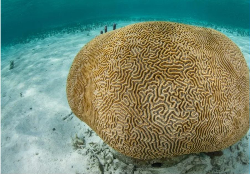 Incredible: These Brain-Shaped Corals Are Protecting Our Planet