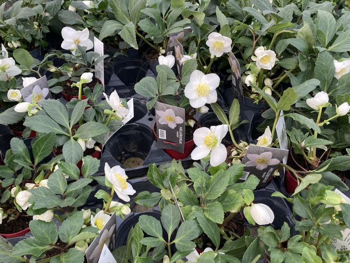 Christmas star, Christmas rose… why these plants have become traditional for the end-of-year celebrations ?