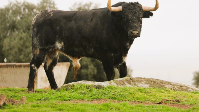 Valdefresno, une ganaderia phare des années 2000 délaissée par les ferias françaises