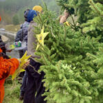 Farmers' anger: Lozère Rural Coordination plants a Christmas tree